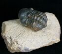 Bargain Reedops Trilobite - Inches #7141-4